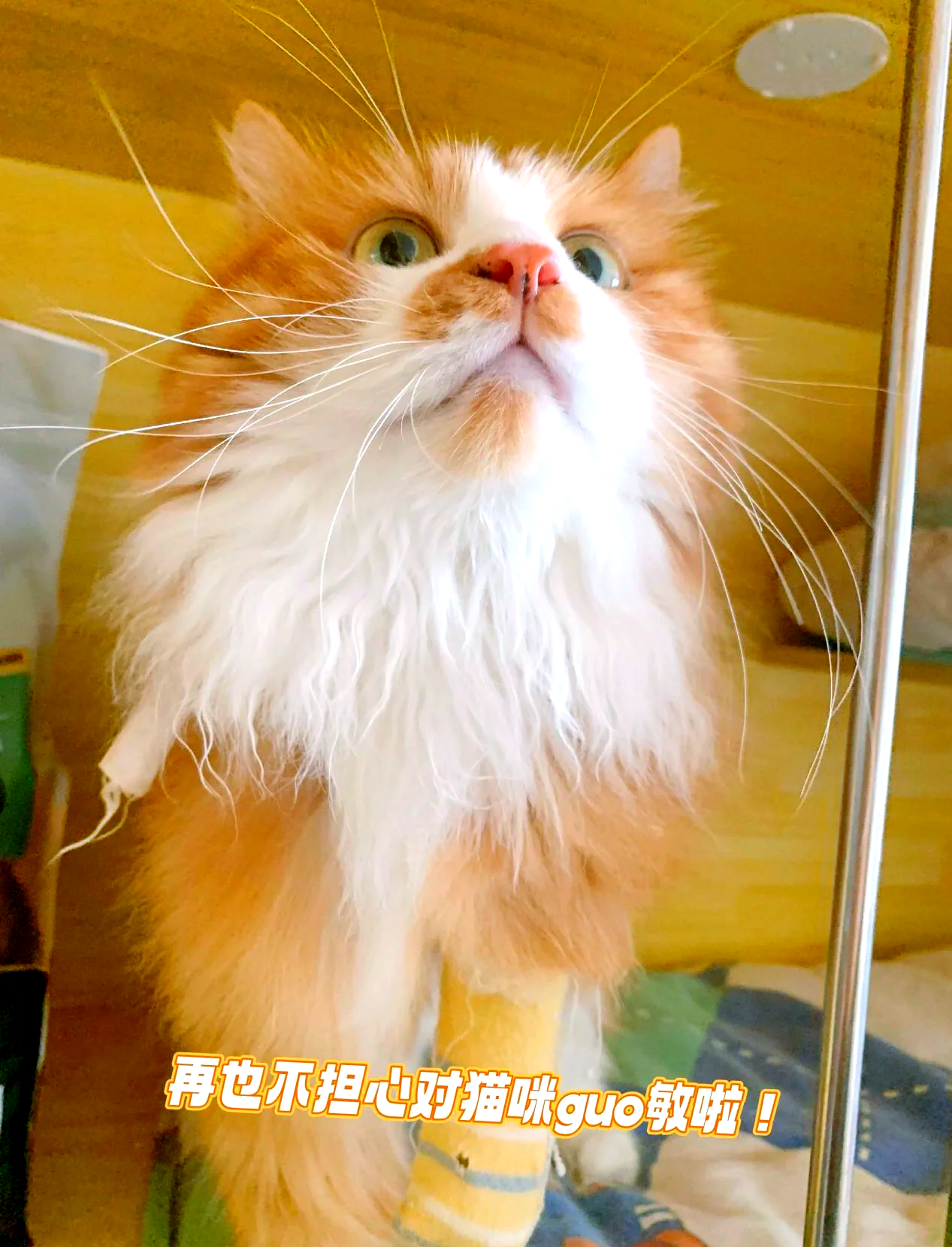 破解对猫过敏难题，冠能畅抚猫粮本土化新品重磅上市